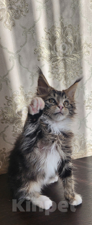 Кошки в Москве: Котята мейн-кун Мальчик, 40 000 руб. - фото 1