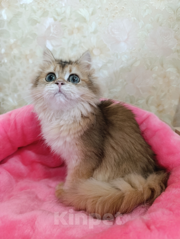 Кошки в Санкт-Петербурге: Золотой британский котик Мальчик, 9 000 руб. - фото 3