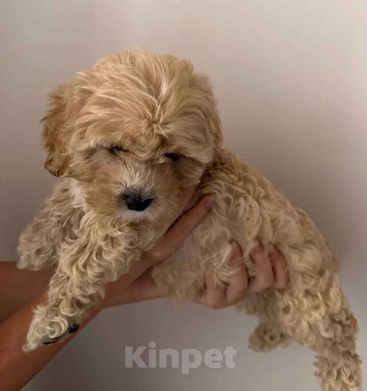 Собаки в Красногорске: Самая красивая малышка Девочка, 59 000 руб. - фото 2