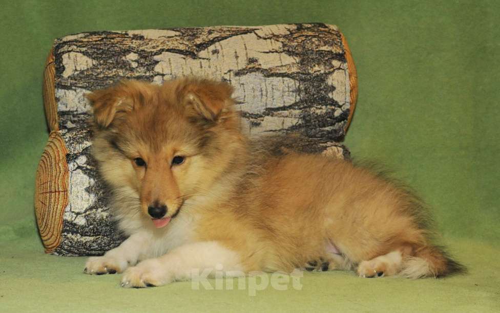 Собаки в Санкт-Петербурге: Шелти-Друг! Лучше прочих двух! )) Мальчик, 60 руб. - фото 3