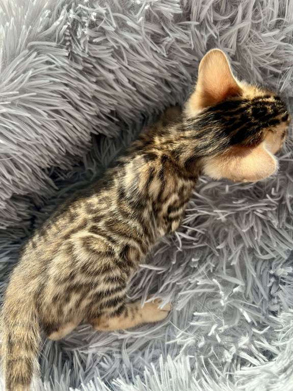 Кошки в Шуе: Бенгальский котенок мальчик Мальчик, 30 000 руб. - фото 2