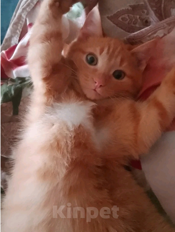 Кошки в Омске: Потерялся кот Мальчик, Бесплатно - фото 1