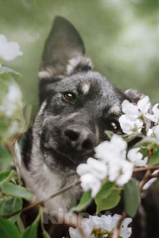 Собаки в Москве: Небольшая собачка Мария ищет дом Девочка, Бесплатно - фото 1