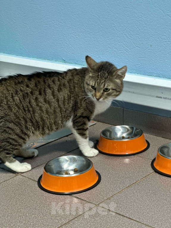 Кошки в Москве: Семен ждёт свою семью Мальчик, Бесплатно - фото 3