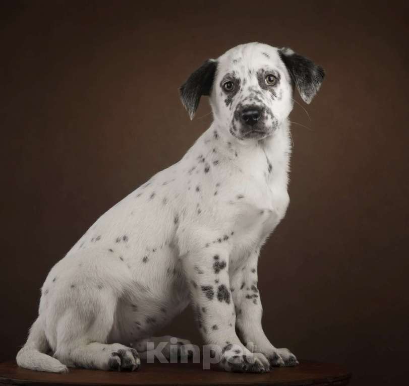 Собаки в Москве: Щенок в добрые руки Мальчик, Бесплатно - фото 3