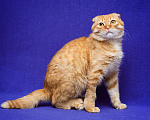 Кошки в Москве: Вислоухий кот в поисках семьи Мальчик, Бесплатно - фото 3