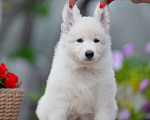 Собаки в Санкт-Петербурге: Высокопородный щенок белой швейцарской овчарки девочка 1 Девочка, 70 000 руб. - фото 4