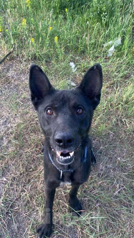 Собаки в Железногорске: Невероятный Шаман начинает поиски дома!  Мальчик, Бесплатно - фото 3