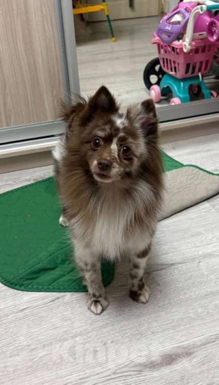 Собаки в Москве: Мика ищет дом Девочка, Бесплатно - фото 1