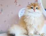 Кошки в Владивостоке: Британский длинношерстный котенок Мальчик, 100 000 руб. - фото 3