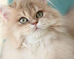Кошки в Владивостоке: Длинношерстный котенок драгоценного окраса Мальчик, 80 000 руб. - фото 4