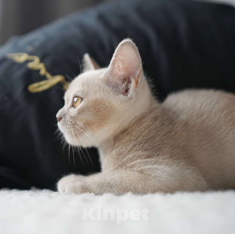 Кошки в Подольске: Бурманская девочка МаЛиБу Адель Девочка, 55 000 руб. - фото 3