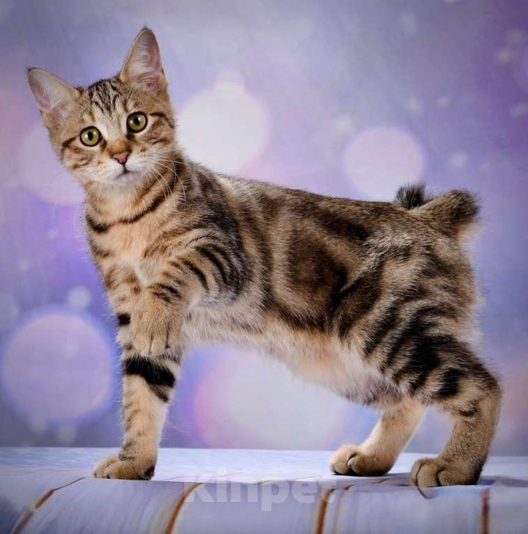 Кошки в Москве: котенок курильского бобтейла Девочка, 45 000 руб. - фото 1