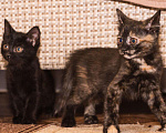 Кошки в Щекино: Котёнок девочка (черепашка) ищет хозяев  Девочка, 100 руб. - фото 2