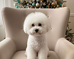 Собаки в Москве: девочка Бишон Фризе Девочка, 160 000 руб. - фото 2