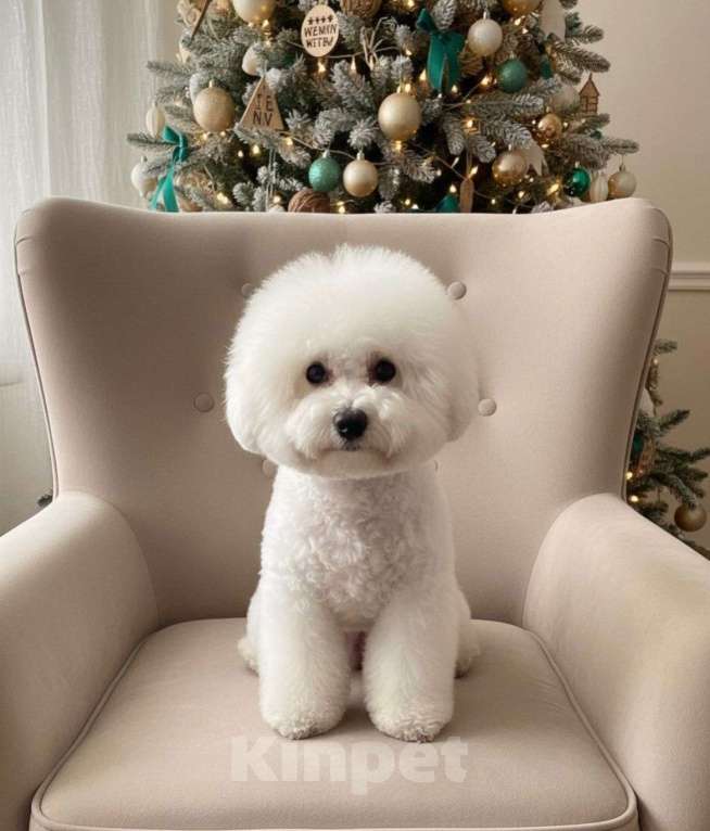 Собаки в Москве: девочка Бишон Фризе Девочка, 160 000 руб. - фото 2