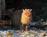 Кошки в других городах Ленинградской области: Экзотические котята Девочка, 15 000 руб. - фото 10