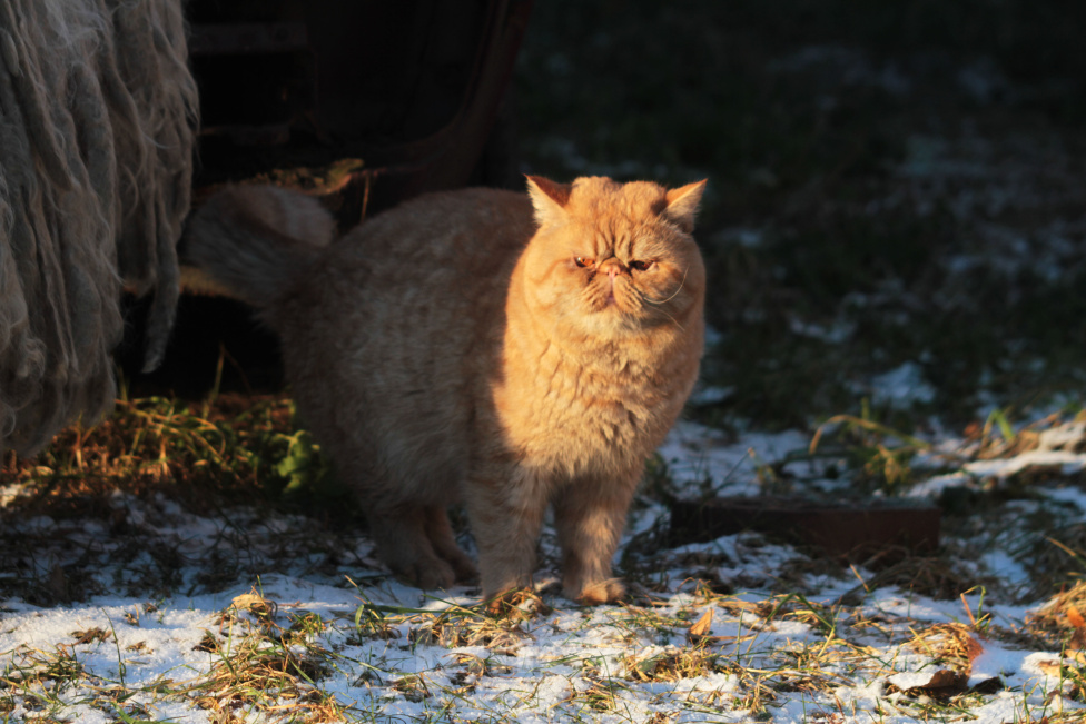 Кошки в других городах Ленинградской области: Экзотические котята Девочка, 15 000 руб. - фото 10