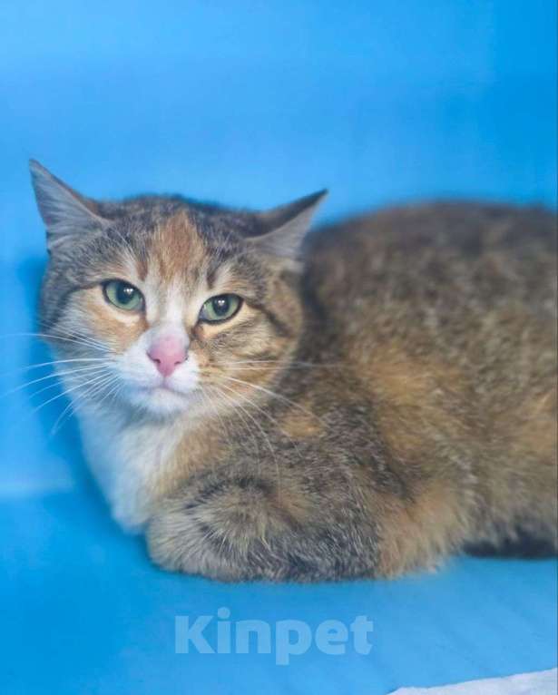 Кошки в Москве: Ласковую трехцветную кошечку выпустят на улицу через 4 дня 🆘️ Срочный поиск дома! Девочка, Бесплатно - фото 3