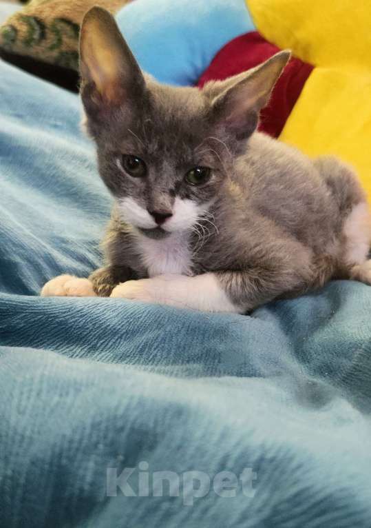 Кошки в Екатеринбурге: Котёнок донской сфинкс  Мальчик, Бесплатно - фото 7