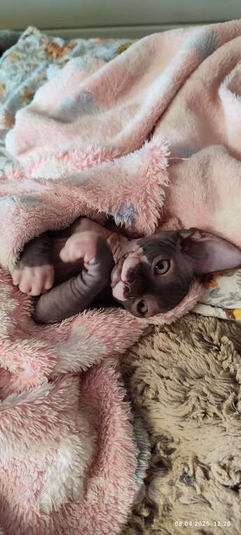 Кошки в Москве: Боннита-канадский сфинкс  Девочка, Бесплатно - фото 5