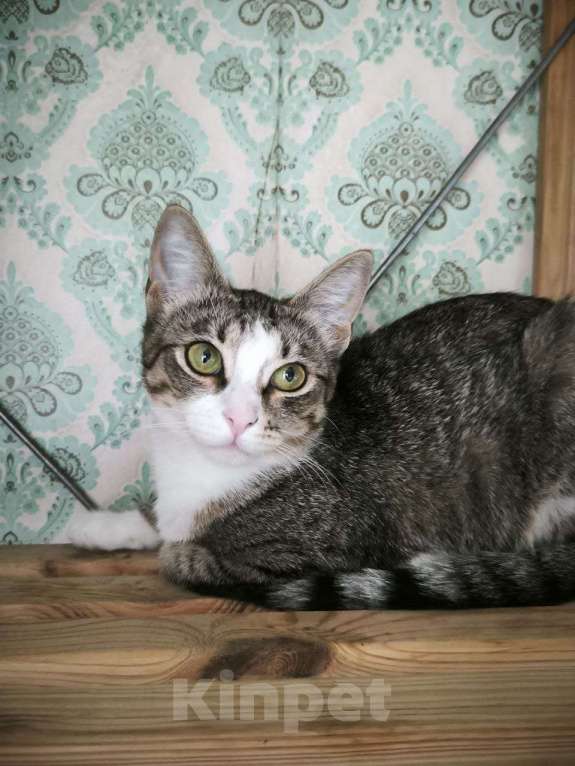 Кошки в Москве: Миниатюрная Саманта 8 месяцев очень хочет домой.  Девочка, Бесплатно - фото 4