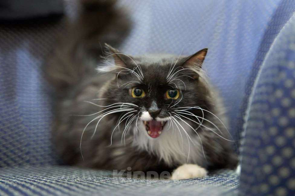 Кошки в Москве: Кошка Урса в добрые руки Девочка, Бесплатно - фото 4