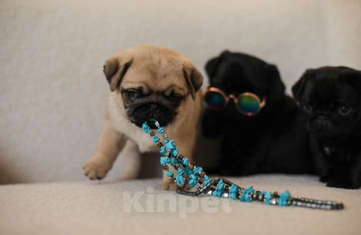 Собаки в Ростове-на-Дону: Щенок мопс Девочка, Бесплатно - фото 2