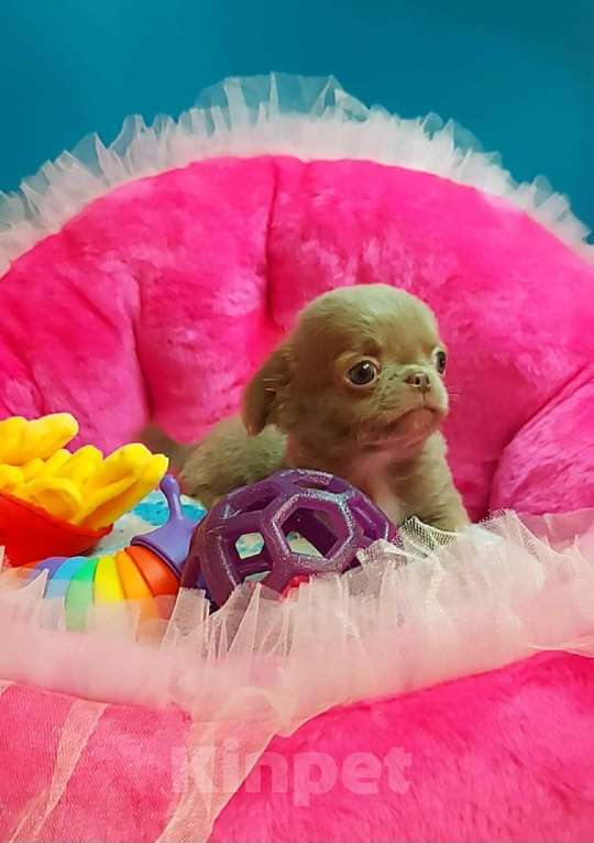 Собаки в Новосибирске: Лиловый длинношерстный мини-мальчик! Мальчик, Бесплатно - фото 2