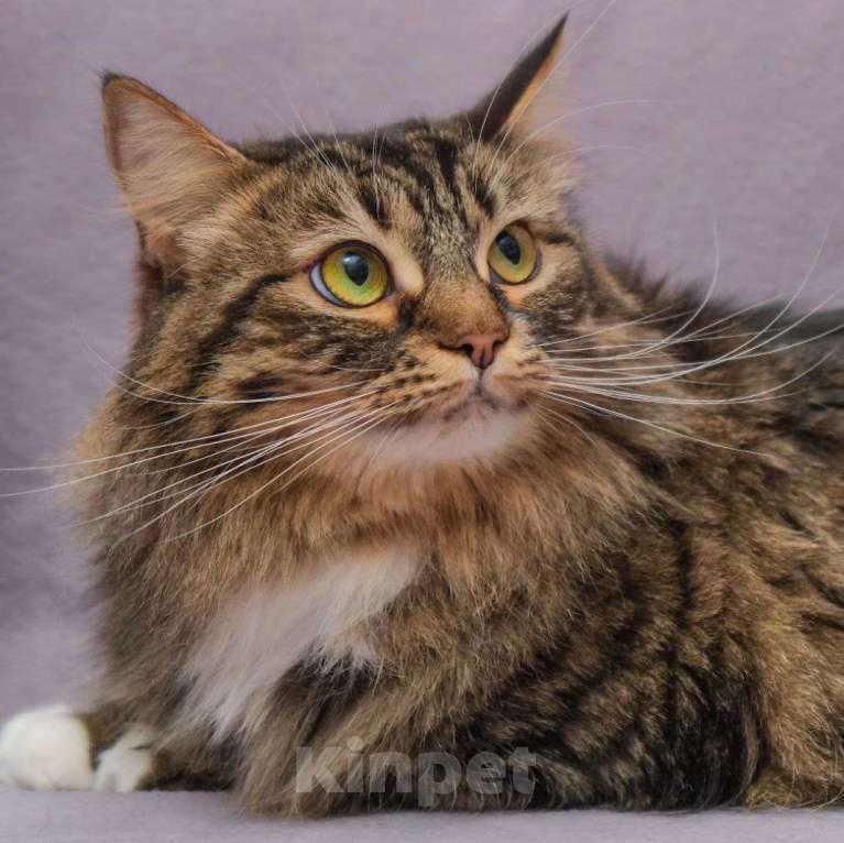 Кошки в Москве: Пушинка, потерпи еще немного, дом обязательно найдется! Девочка, Бесплатно - фото 5