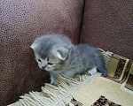 Кошки в Калуге: Британец на вязку, 1 300 руб. - фото 5