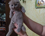 Кошки в Туле: Котята с документами!, 5 000 руб. - фото 1