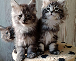 Кошки в Ливны: Мейн-кун котята, 40 000 руб. - фото 2