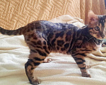 Кошки в Мглине: Бенгальский котик, 30 000 руб. - фото 2