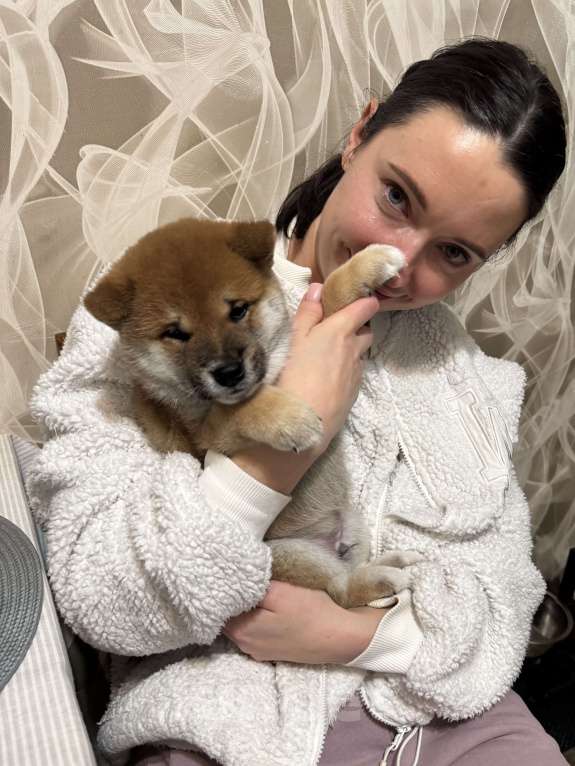 Собаки в Москве: Щенок сиба-ина Мальчик, 30 000 руб. - фото 3