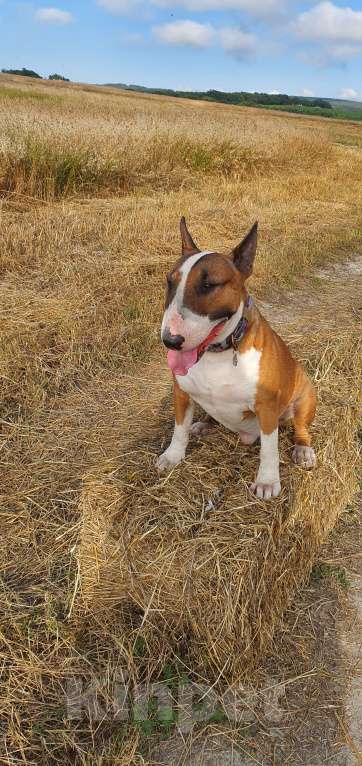 Собаки в Геленджике: Предлагаем прекрасного кобеля к вязке Мальчик, Бесплатно - фото 10