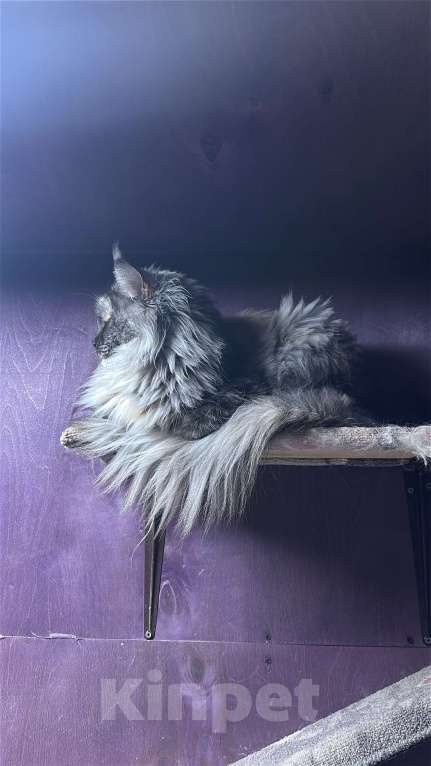 Кошки в Дмитрове: Кошка мейн-кун Девочка, 1 000 руб. - фото 3