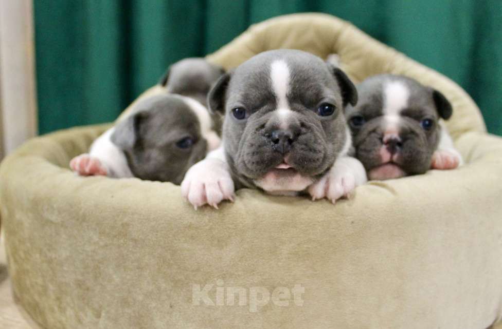 Собаки в Москве: Французские бульдоги Девочка, 100 000 руб. - фото 2