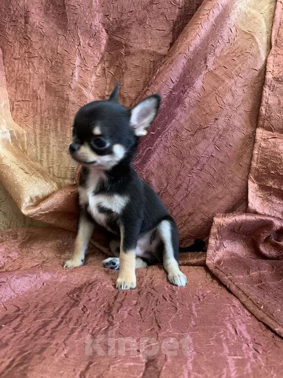 Собаки в Москве: Мальчик чихуахуа Мальчик, 59 000 руб. - фото 2