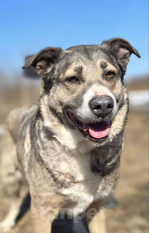 Собаки в Королеве: Пани: собака с душой, ждущей тепла Девочка, Бесплатно - фото 5