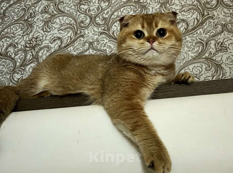 Кошки в Ростове-на-Дону: Продается Шотландская фолд золотая шиншилла  Мальчик, 20 000 руб. - фото 2