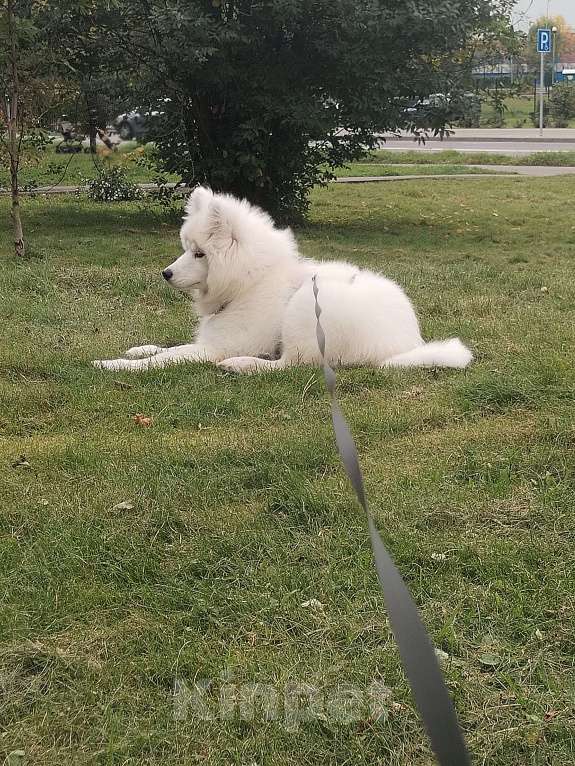 Собаки в других городах Московской области: Продам самоеда девочку 5 месяцев Девочка, 27 000 руб. - фото 2