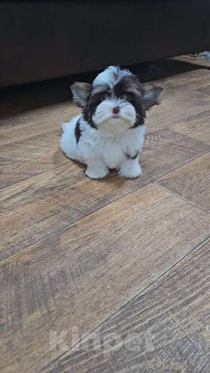 Собаки в Москве: Мини мальчик Биро Йорк Мальчик, 45 000 руб. - фото 3