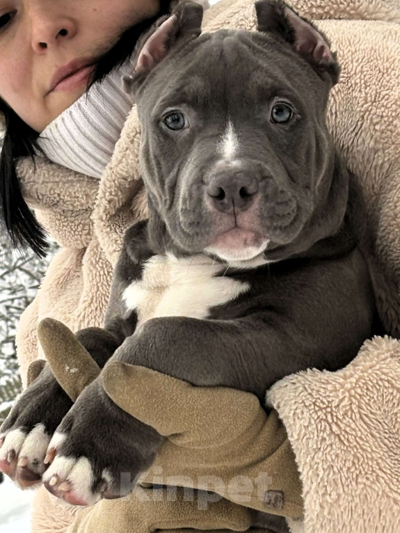 Собаки в других городах Московской области: Американский булли Мальчик 2 Мальчик, 200 000 руб. - фото 1