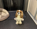Собаки в Томске: ИЩЕТСЯ НЕВЕСТА для замечательного кавалера!  вязка кавалер кинг чарльз спаниэль Мальчик, Бесплатно - фото 6