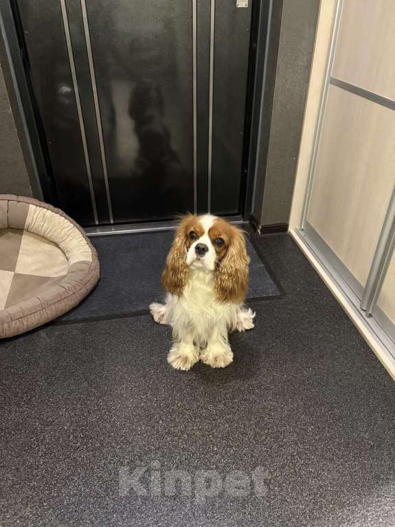 Собаки в Томске: ИЩЕТСЯ НЕВЕСТА для замечательного кавалера!  вязка кавалер кинг чарльз спаниэль Мальчик, Бесплатно - фото 6