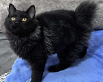 Кошки в Санкт-Петербурге: Черный курильчонок Мальчик, 25 000 руб. - фото 3
