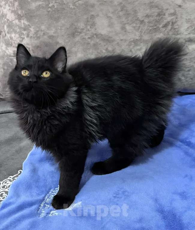 Кошки в Санкт-Петербурге: Черный курильчонок Мальчик, 25 000 руб. - фото 3