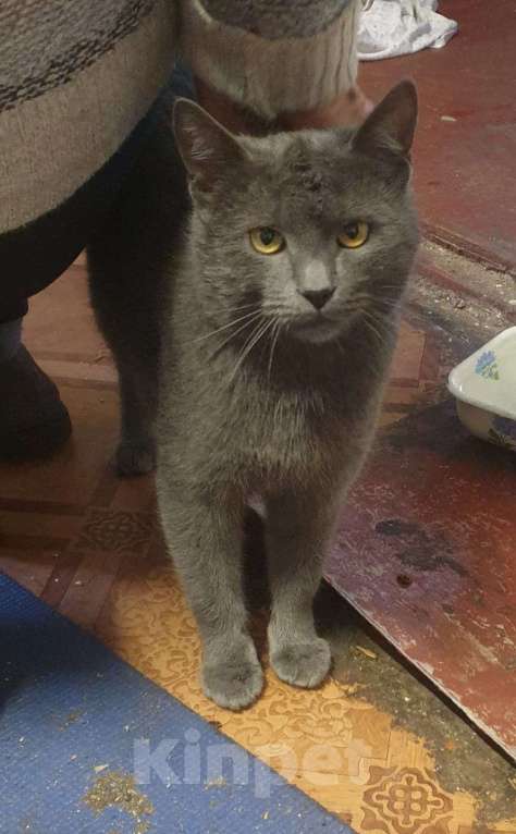 Кошки в Люберцах: Сэмик в поисках самого лучшего дома Мальчик, Бесплатно - фото 5