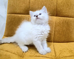 Кошки в Москве: Самая нежная малышка Рэгдолл  Девочка, 37 000 руб. - фото 7